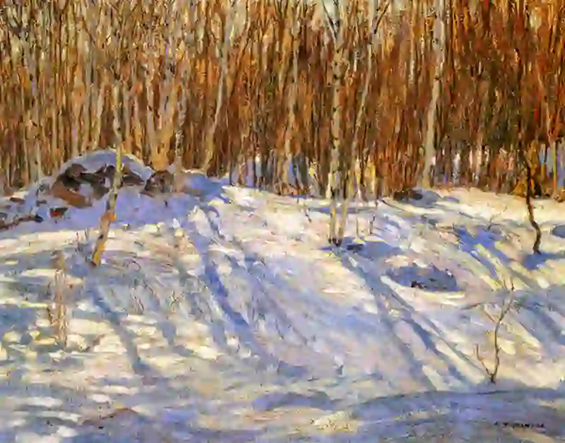 Birches In Winter